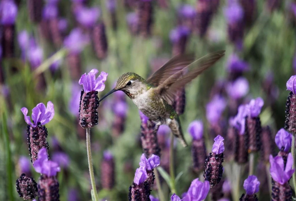 Hummingbird in lavender (Unsplash).jpg