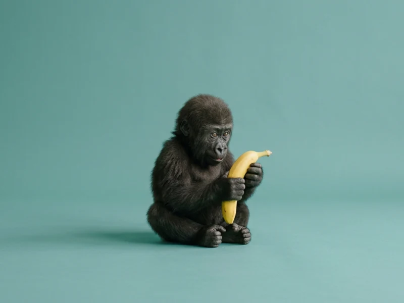 Young gorilla sitting on a teal backdrop, holding a ripe banana and examining it.