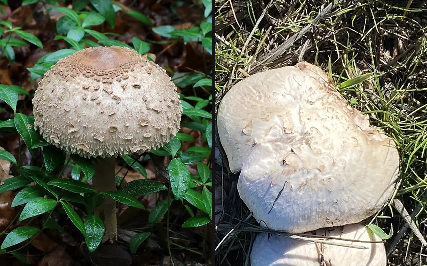 Czubajka kania z łuskowatym kapeluszem i białe kapelusze pieczarki w trawie
